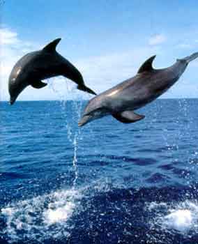 Springende Delfine (10 kB)